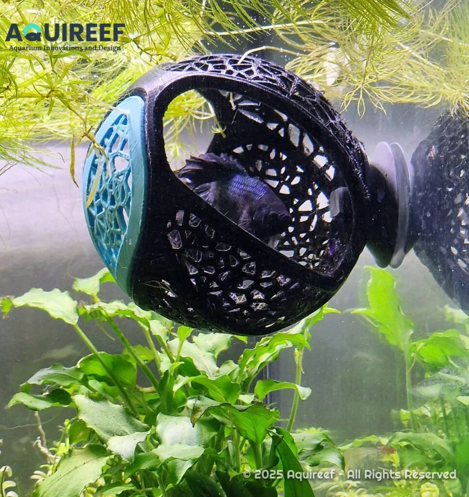 Betta fish resting in a PETG printing underwater cave for fish tank