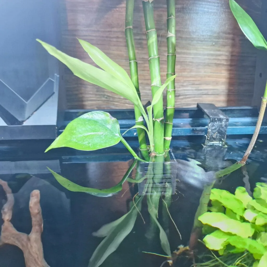 Aquireef Custom Print Blog showcasing the Bambu tree inside Aquireef Aquarium with the 3d printed tree holder