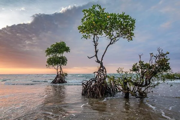 Mangrove tree in sunset