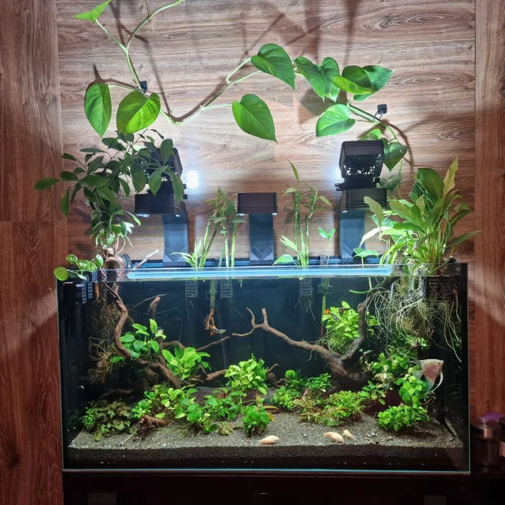 Aquarium plant holder fish tank design with trees and plants by Aquireef