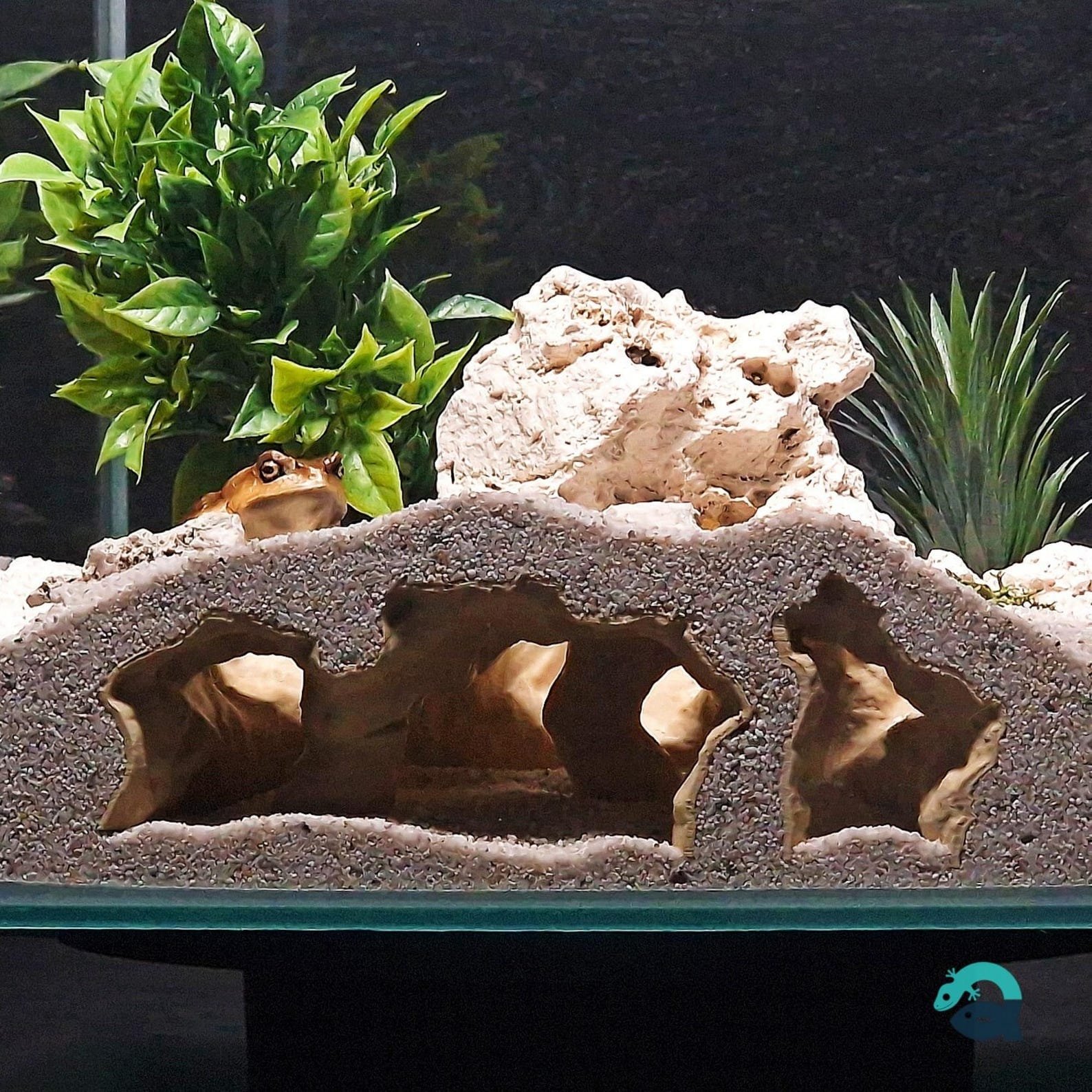 Abyssal Grotto - Aquarium & Terrarium decor cave | Critter underground hide | Fish, shrimp, reptile pet house | 3D Printable STL - Image 5