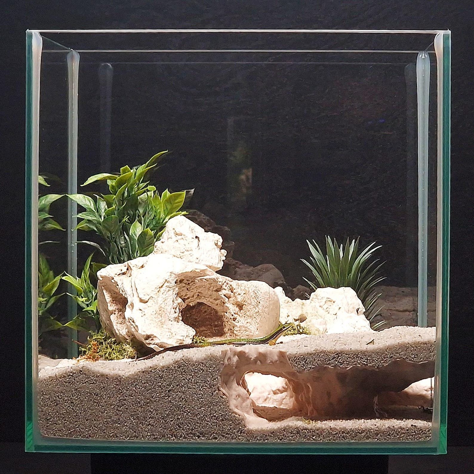 Seaborn Hollow - Aquarium & Terrarium decor cave | Critter underground hide | Fish, shrimp, reptile pet house | 3D Printable STL - Image 4